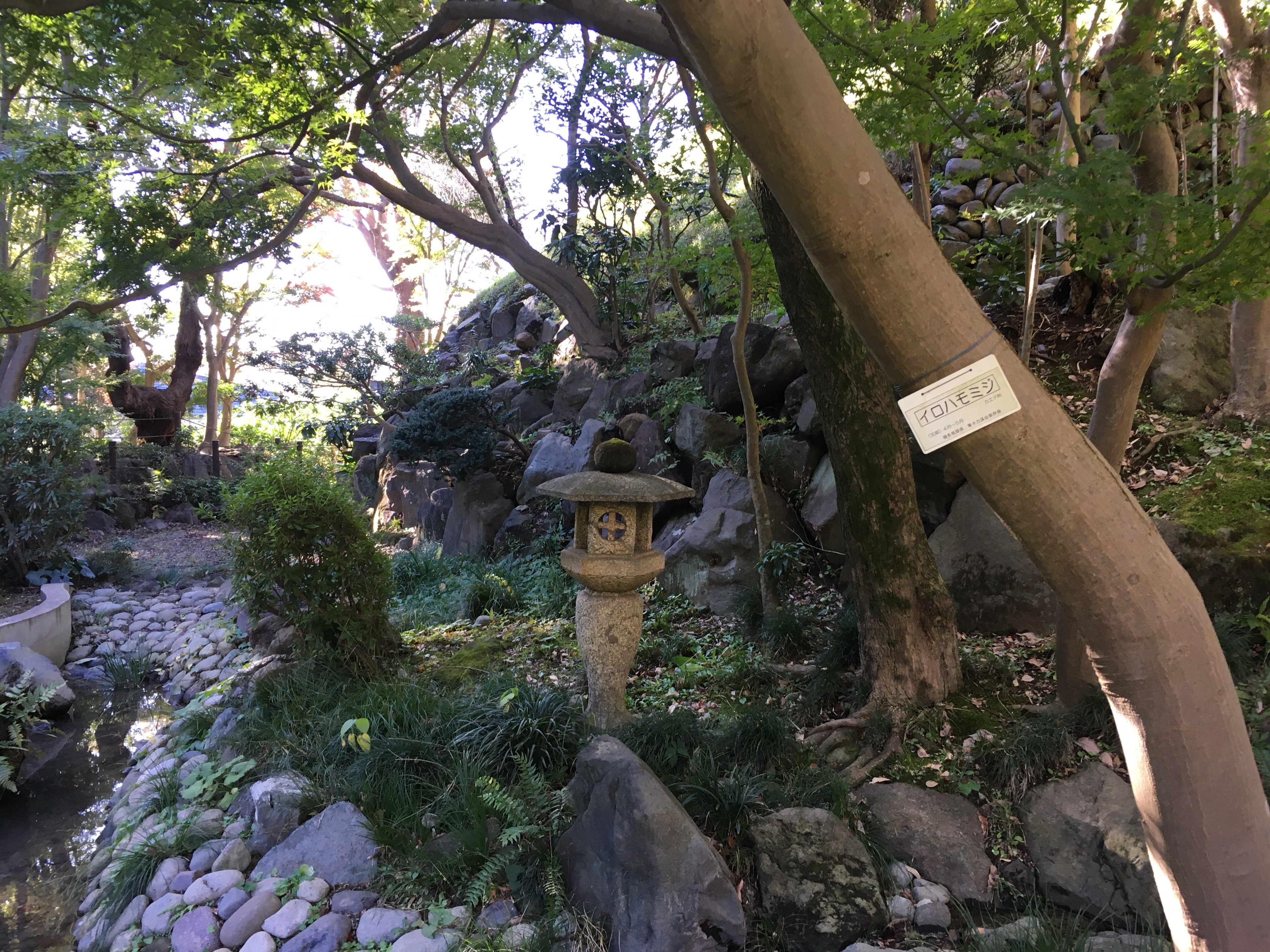 日本庭園　（等々力渓谷）